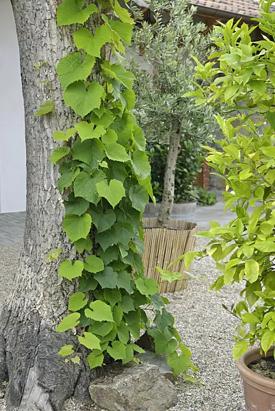 502454 - Amur vine (Vitis amurensis) on a tree trunk in a gravel-covered garden