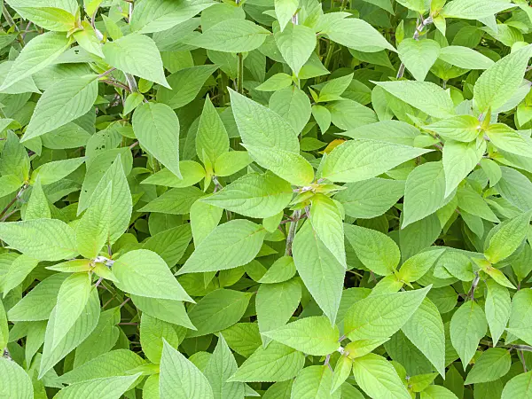 441052 - Ananas sage (Salvia rutilans)