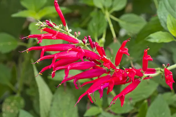 556080 - Ananas sage (Salvia rutilans)