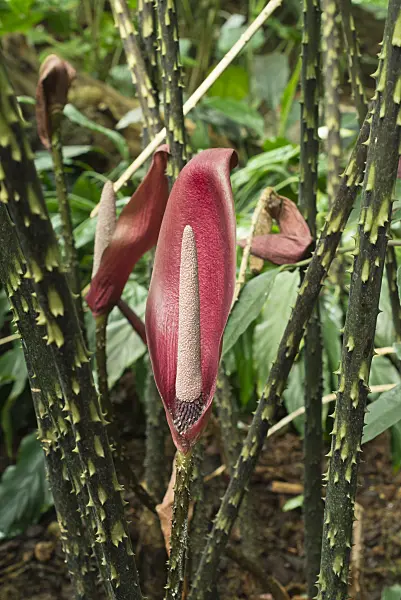 561042 - Anchomanes hookeri