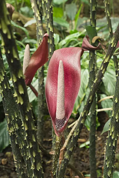 561043 - Anchomanes hookeri