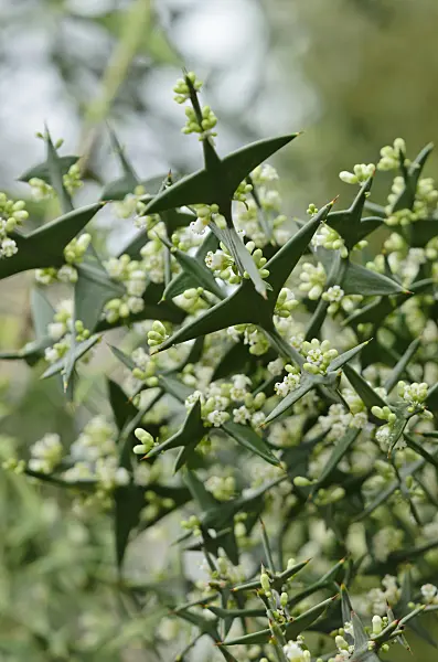 535168 - Anchor plant (Colletia paradoxa syn. Colletia cruciata)