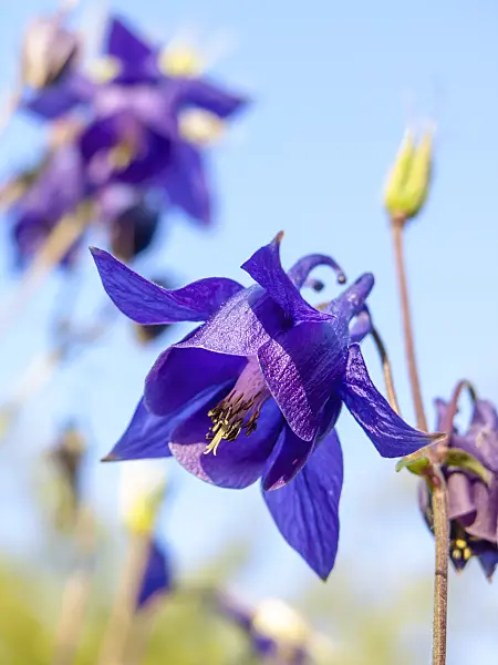 438170 - Ancolie (Aquilegia olympica)