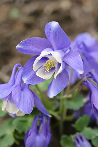484037 - Ancolie (Aquilegia ottonis)
