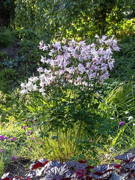 438192 - Ancolie commune (Aquilegia vulgaris)
