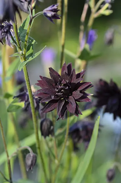 496270 - Ancolie commune (Aquilegia vulgaris 'Black Barlow')