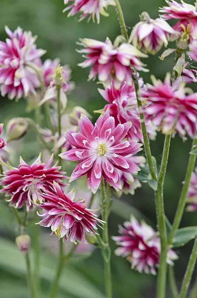 545017 - Ancolie commune (Aquilegia vulgaris 'Nora Barlow')