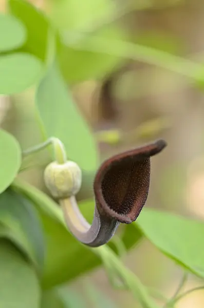 495240 - Andalusian dutchman's pipe (Aristolochia baetica)