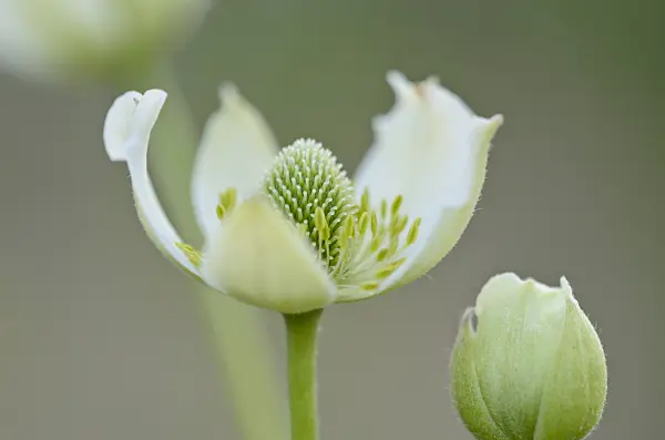 534019 - Anémone (Anemone altaica)