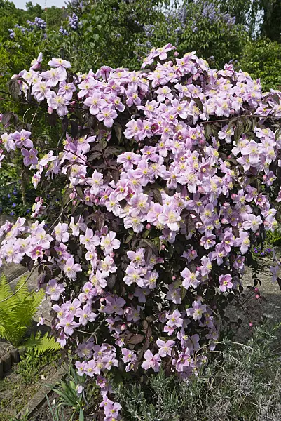 544093 - Anemone clematis (Clematis montana)