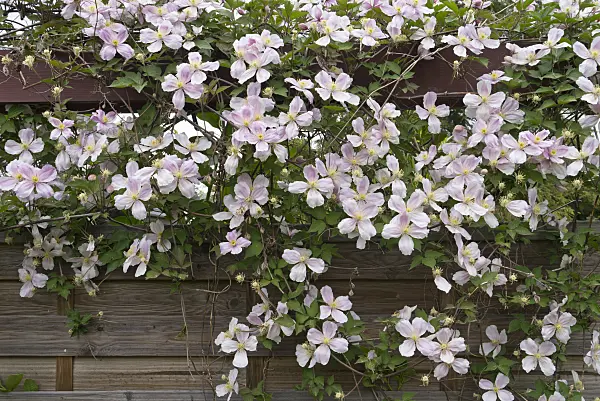 544174 - Anemone clematis (Clematis montana)