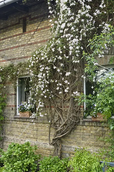 556050 - Anemone clematis (Clematis montana)