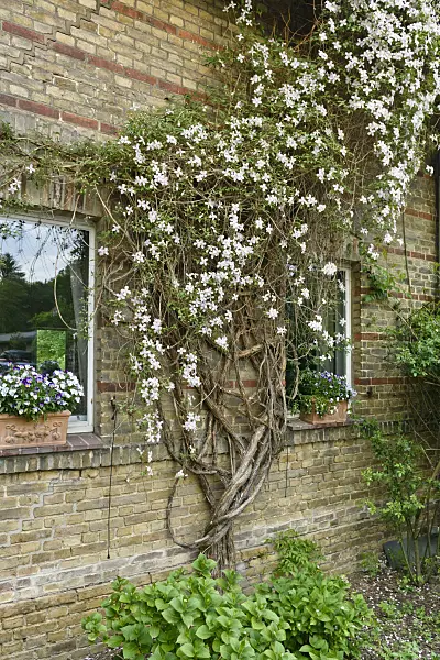 556051 - Anemone clematis (Clematis montana)