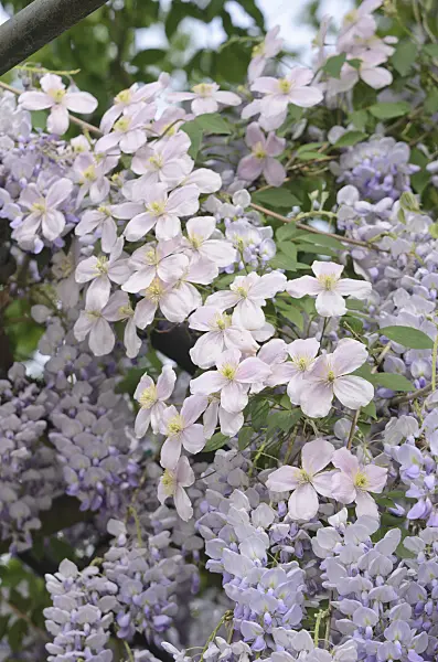 545009 - Anemone clematis (Clematis montana) and wisteria (Wisteria)