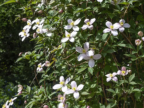 437324 - Anemone clematis (Clematis montana 'Rubens')