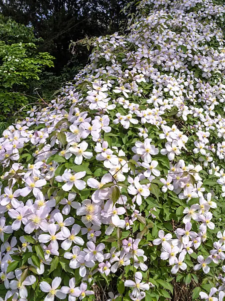 437387 - Anemone clematis (Clematis montana 'Rubens')
