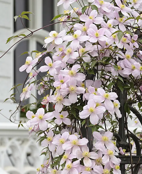 531156 - Anemone clematis (Clematis montana 'Rubens')