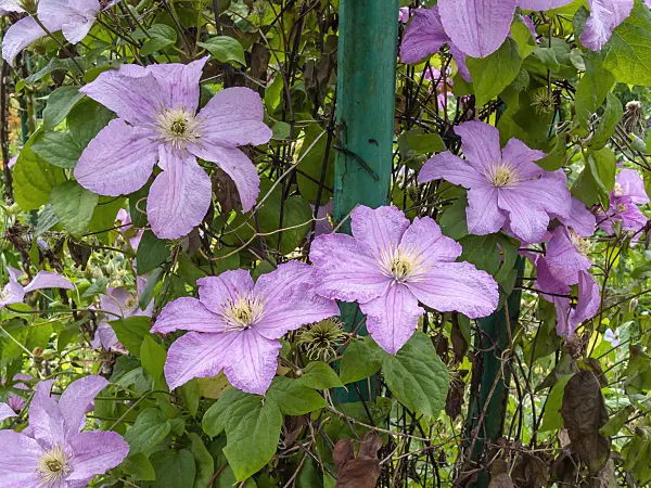 402150 - Anemone clematis (Clematis montana 'Tetrarose')