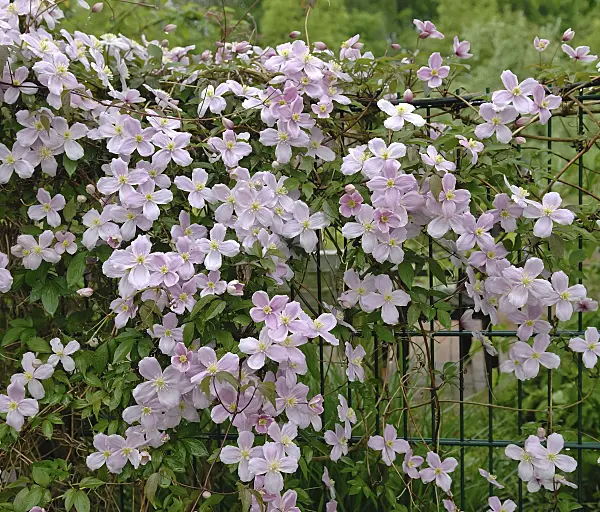 454013 - Anemone clematis (Clematis montana 'Tetrarose')