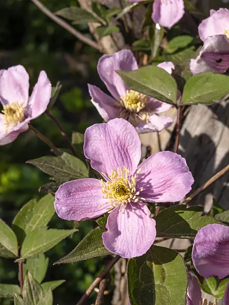 460097 - Anemone clematis (Clematis montana 'Tetrarose')