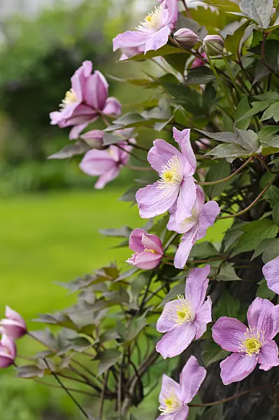 484155 - Anemone clematis (Clematis montana 'Tetrarose')