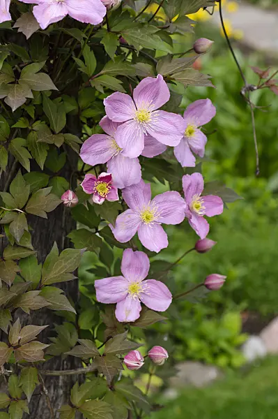 484156 - Anemone clematis (Clematis montana 'Tetrarose')