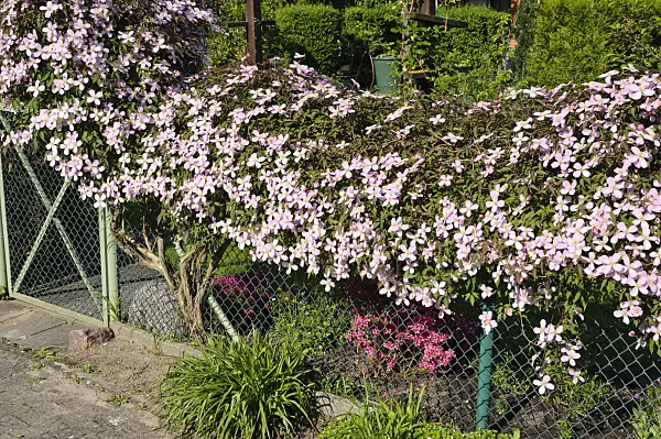 484180 - Anemone clematis (Clematis montana 'Tetrarose')