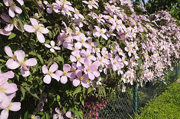 484181 - Anemone clematis (Clematis montana 'Tetrarose')