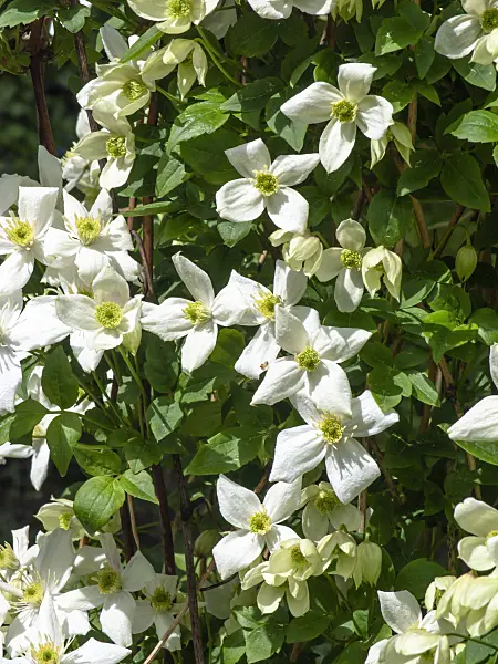 437325 - Anemone clematis (Clematis montana var. grandiflora)