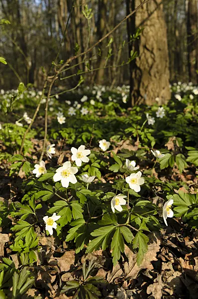 495073 - Anémone des bois (Anemone nemorosa)