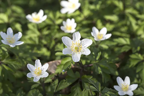 651065 - Anémone des bois (Anemone nemorosa)
