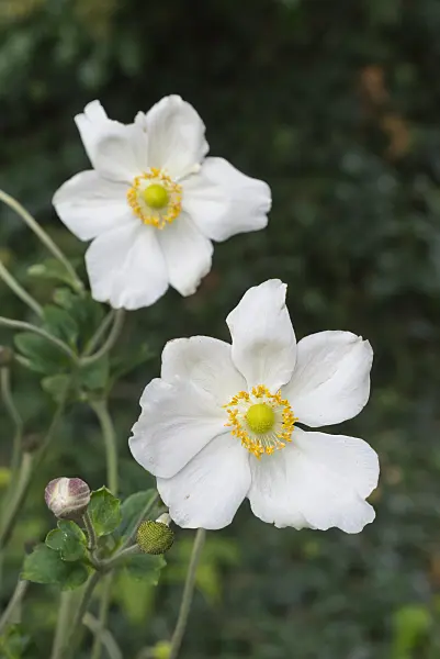 549195 - Anémone du Japon (Anemone hupehensis var. japonica 'Honorine Jobert')