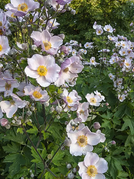 403063 - Anémone du Japon (Anemone hupehensis var. japonica 'Septembercharme')