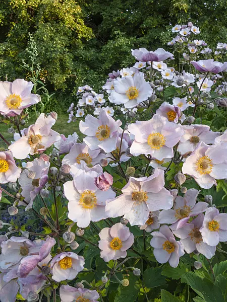 403066 - Anémone du Japon (Anemone hupehensis var. japonica 'Septembercharme')