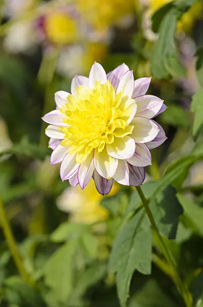 525427 - Anemone-flowered dahlia (Dahlia Boogie Woogie)