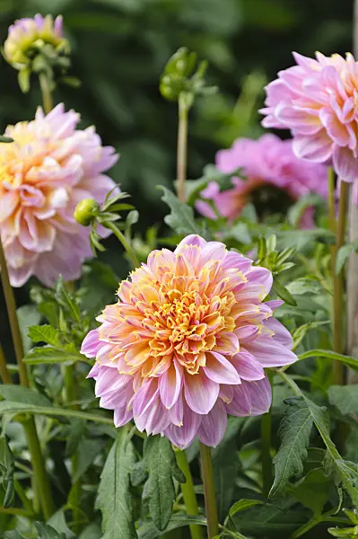 487141 - Anemone-flowered dahlia (Dahlia Heini)