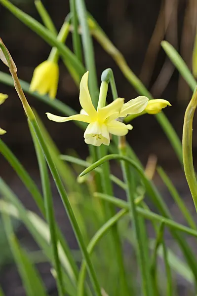 484018 - Angel's tears (Narcissus triandrus 'Hawara')