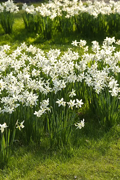 483309 - Angel's tears (Narcissus triandrus 'Thalia')