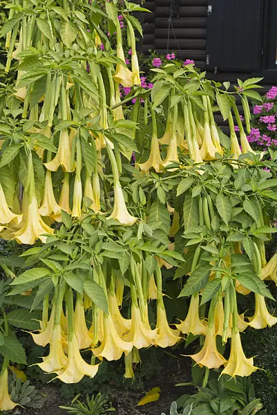 536211 - Angel's trumpet (Brugmansia)