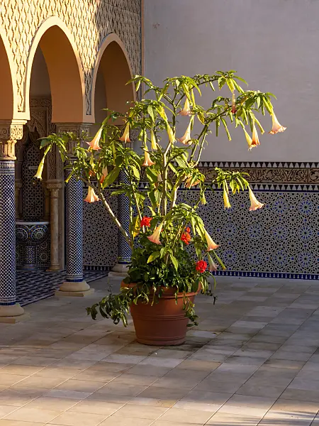 429043 - Angel's trumpet (Brugmansia) in an oriental garden, Erholungspark Marzahn, Berlin, Germany