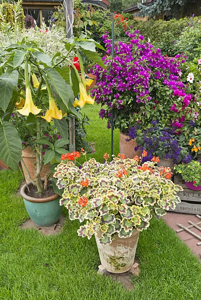 546064 - Angel's trumpet (Brugmansia), pelargonium (Pelargonium), Bougainvillea and garden heliotrope (Heliotropium arborescens)