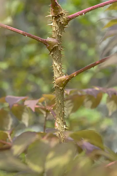 575020 - Angélique du Japon (Aralia elata)