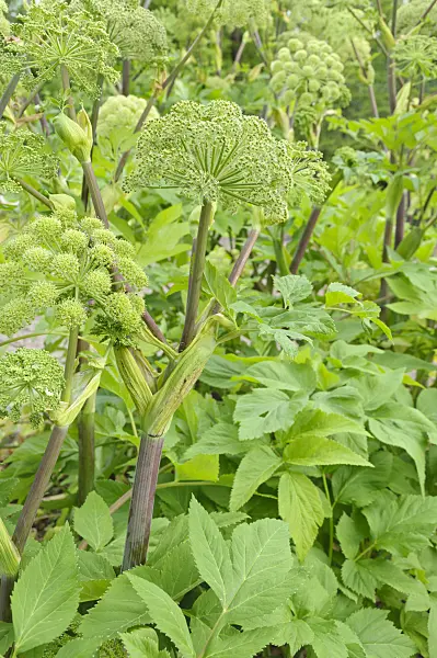 485088 - Angélique officinale (Angelica archangelica)