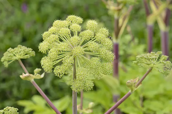 521065 - Angélique officinale (Angelica archangelica)