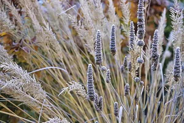 432074 - Anise hyssop (Agastache foeniculum) and feather reed grass (Calamagrostis arundinacea var. brachytricha syn. Achnatherum brachytricha) with hoar frost
