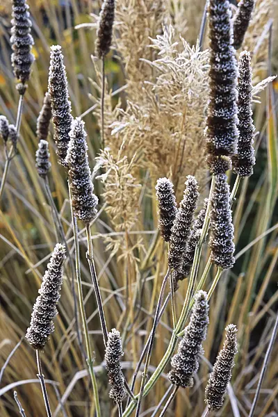 432082 - Anise hyssop (Agastache foeniculum) with hoar frost