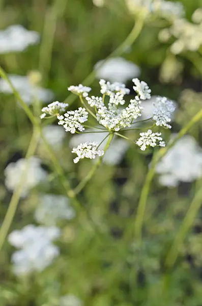 509009 - Anise (Pimpinella anisum)