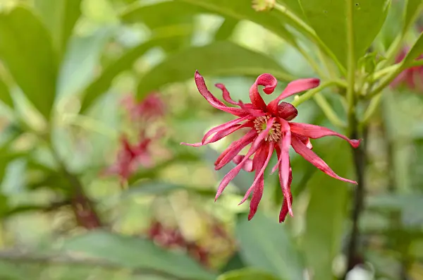 508202 - Anise tree (Illicium Woodland Ruby)