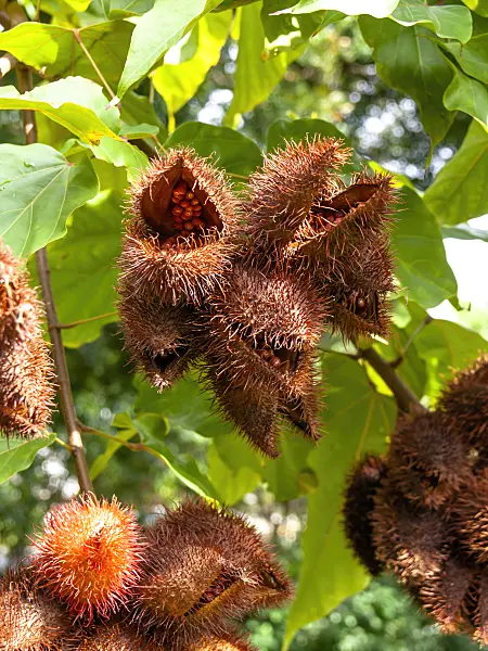 434082 - Annatto (Bixa orellana)