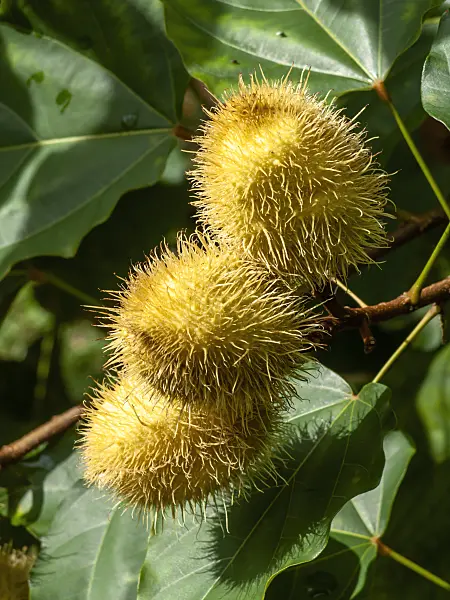434083 - Annatto (Bixa orellana)